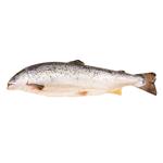 Fish atlantic salmon fresh