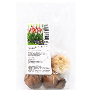 Darwin Tulip Orange van Eijk Bulb 3pcs - buy, prices for ULTRAMARKET - photo 1