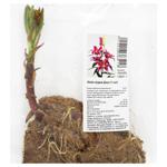 Цибулина лілії східної Джуп 1шт