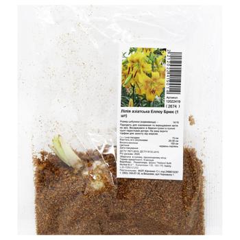 Луковица лилии азиатской Эллоу Брюс 1шт - купить, цены на ULTRAMARKET - фото 1