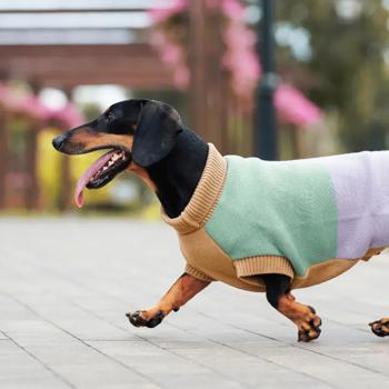 Светр для собак Pet Fashion Rich р.M такса - купити, ціни на MasterZoo - фото 2