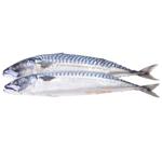 Frozen Mackerel 400-600