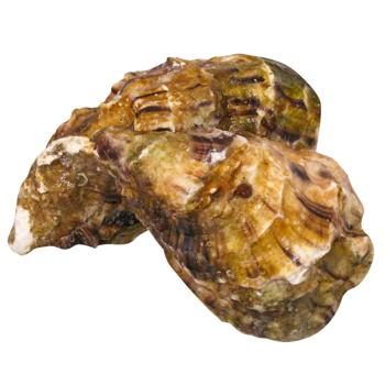 Устрица Фин де Клер №1 - купить, цены на METRO - фото 3