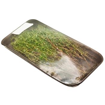 Тимьян - купить, цены на Cупермаркет "Харьков" - фото 3