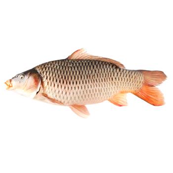 Chilled Common Carp