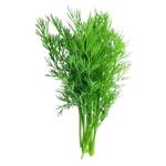 Greens dill fresh