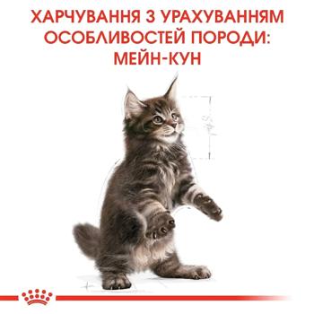 Набір корму Royal Canin для кошенят породи мейн-кун cухий 2кг + вологий 4шт х 85г - купити, ціни на MasterZoo - фото 7