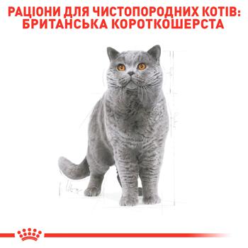 Royal Canin Dry Food with Poultry for Adult Cats of British Shorthair Breed 2kg - buy, prices for MasterZoo - photo 3