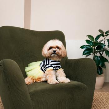 Сукня для собак Pet Fashion Liana р.S жовтий - купити, ціни на MasterZoo - фото 3
