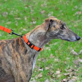 Barksi Surf водовідштовхувальний нашийник для собак L - помаранчевий - купить, цены на MasterZoo - фото 5