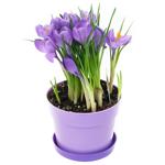 Crocus in Pot 9/30cm
