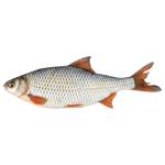 Тарань охолоджена