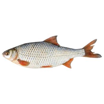 Chilled Roach - buy, prices for Tavria V - photo 1