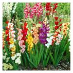 Bambino Mix Gladiolus 3pcs