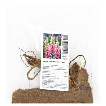 Lupine The Chatelaine Rhizome 1pc - buy, prices for MegaMarket - photo 1