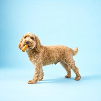 Knash Woofa Loofa Snack for Dental Health of Small Breed Dogs with Mint, Parsley and Coconut Oil 115g - buy, prices for - photo 4