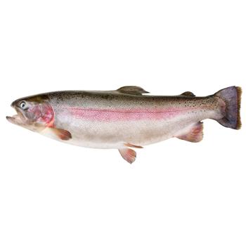 Trout 1-1.3kg - buy, prices for - photo 2