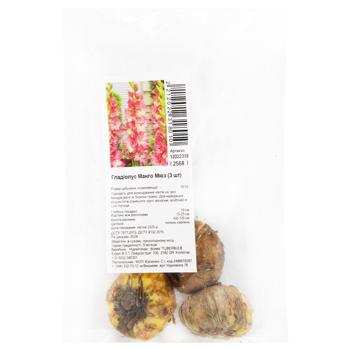 Mango Muse Gladiolus Bulbs 3pcs - buy, prices for ULTRAMARKET - photo 1