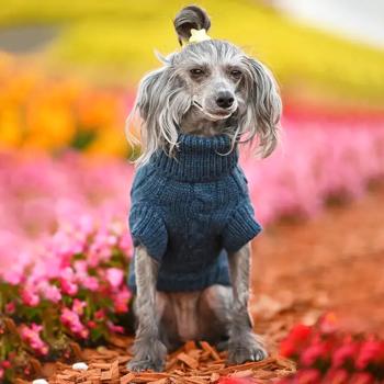 Sweater Noble pet xs Ukraine - buy, prices for MasterZoo - photo 4
