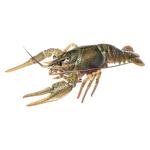 Раки большие