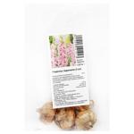 Adrenaline Gladiolus Bulbs 3pcs