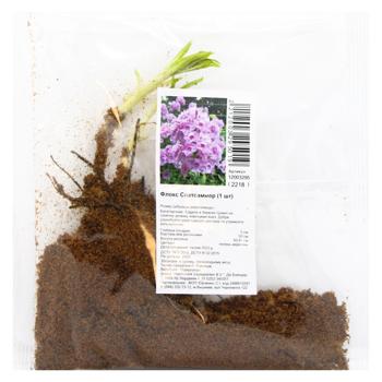 Phlox Spatsammer Rhizome 1pcs - buy, prices for - photo 3