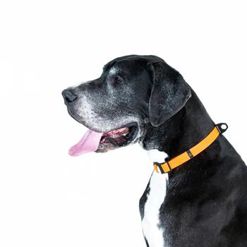 Ошейник для собак Collar Evolutor 25-70см/25мм оранжевый - купить, цены на MasterZoo - фото 8
