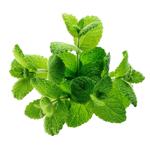 Greens mint fresh