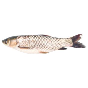 Білий амур живий