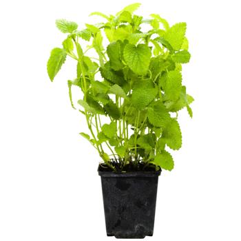 Fermove Melissa in Pot 200g - buy, prices for METRO - photo 2