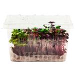 Growing Live Microgreen 70g
