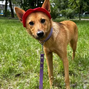 Панама для собак Hat-Dog р.L червоний - купити, ціни на MasterZoo - фото 7