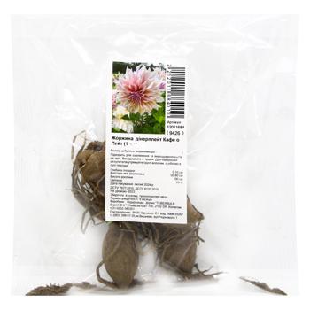 Dahlia Dinerplate Cafe o Leit Bulb Root 1pc - buy, prices for - photo 1