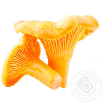 Chanterelles kg