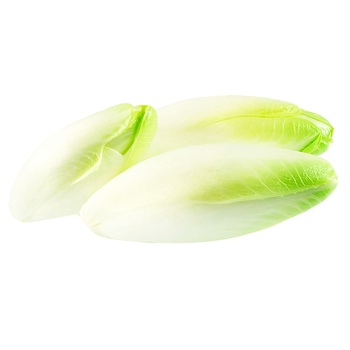 White Chicory