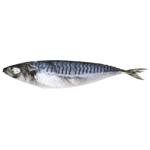 UFK Fresh Frozen Mackerel with Head 400-600