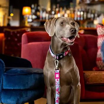 Max Molly Short Leash Цвітіння вишні повідець для собак 1,2 м х 2,5 см - різнокольоровий - купить, цены на MasterZoo - фото 4