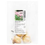 Early Full Foxtrot Tulip Bulbs 3pcs