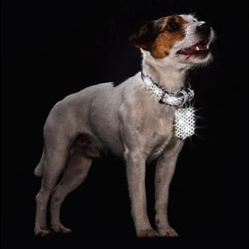 Collar Hunter - buy, prices for MasterZoo - photo 6