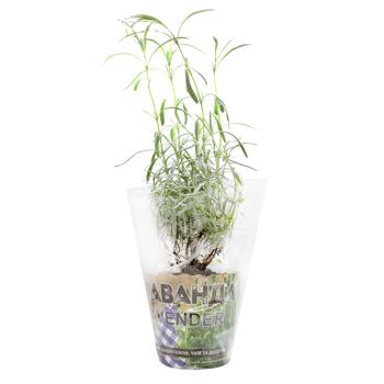Lavender in Pot - buy, prices for NOVUS - photo 1