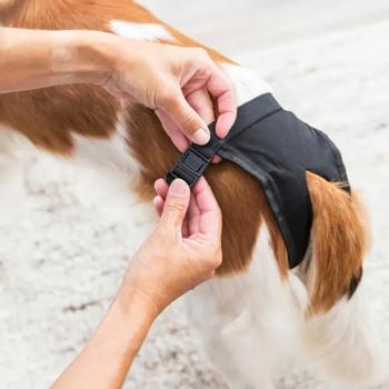 Гігієнічні труси Trixie L 50-59 см (чорні) - купить, цены на MasterZoo - фото 6