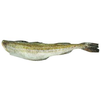 Albacore Fresh-frozen Pollock without Head