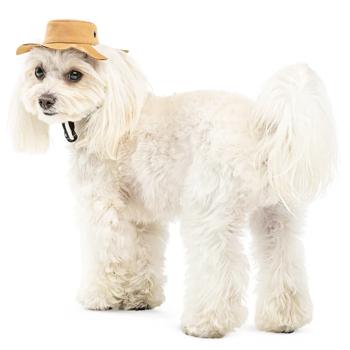 Pet Fashion Ava панама для собак L - купити, ціни на MasterZoo - фото 3