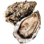 Устрица Санчез №1