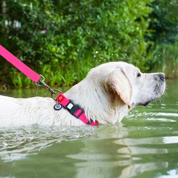 Ошейник для собак Waudog Waterproof водостойкий с QR паспортом 28-40см/20мм розовый - купить, цены на MasterZoo - фото 4