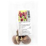 Цибулини тюльпана тріумф Ластінг Лав 3шт