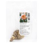 Bulb for garden Netherlands