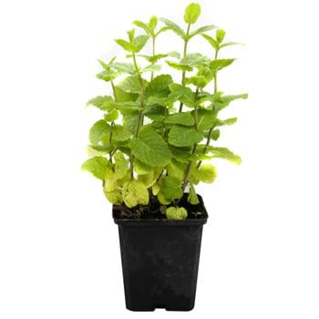 Fermove Fresh Mint in Pot 100g - buy, prices for METRO - photo 2