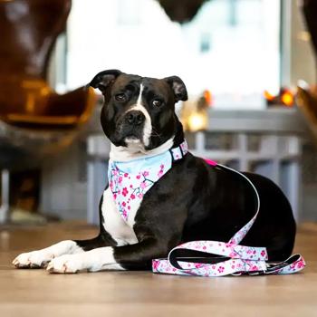 Max Molly Dog Bandana for Collar s.S with Cherry Blossom Print - buy, prices for MasterZoo - photo 3