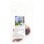 Garden Hyacinth Delft Blue Bulb 2pcs